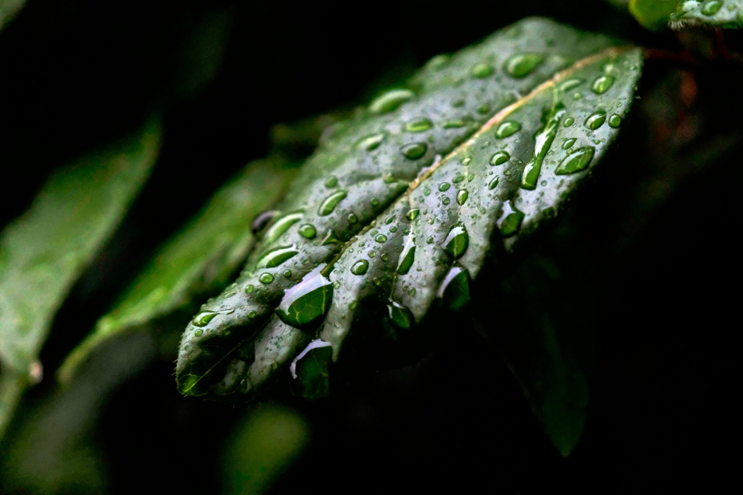 A close-up shot capturing dewdrops on a green leaf, showcasing nature's detail.
